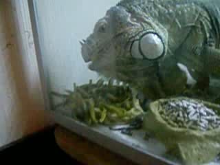 yalah mange des haricots vert