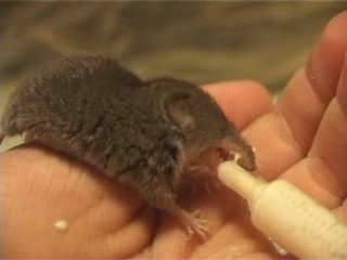 Spitzmaus - Schnuffel