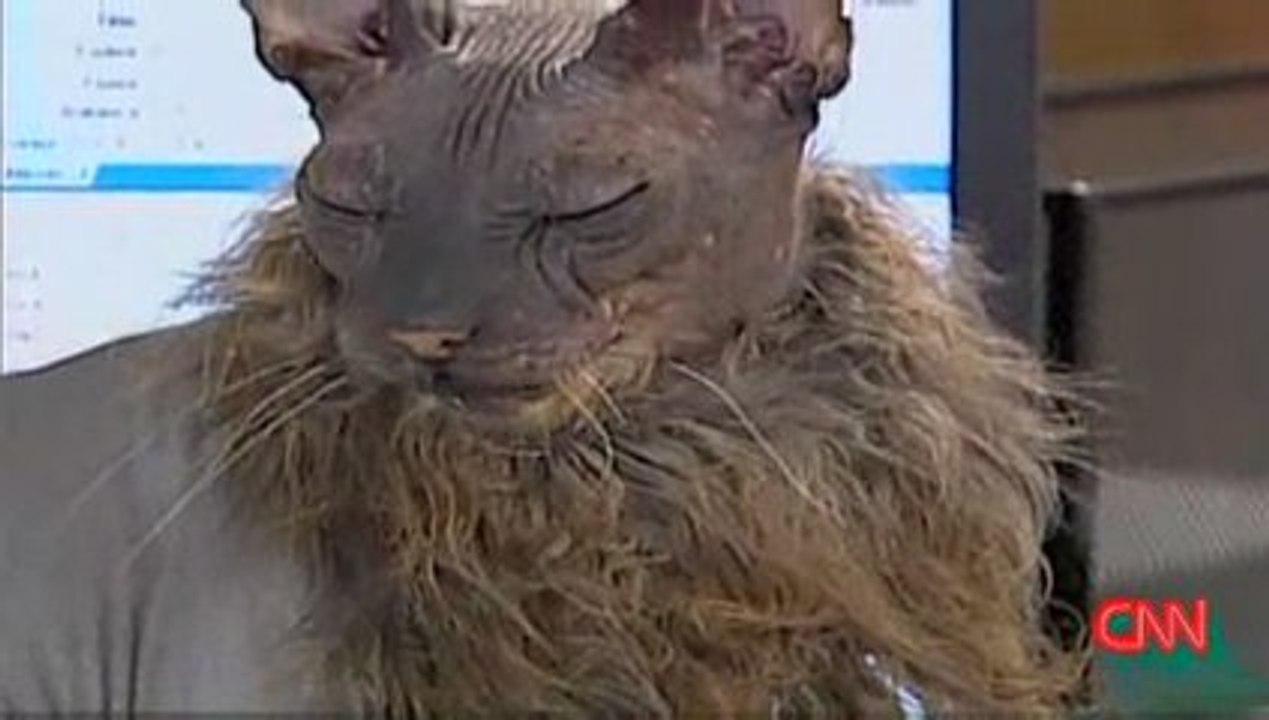 Chat le plus moche du monde