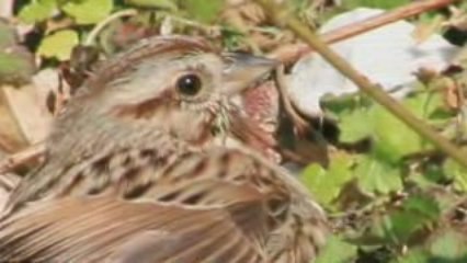 Video essay on Fish Ponds