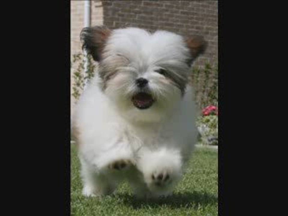 Petites chansons pour ton chien