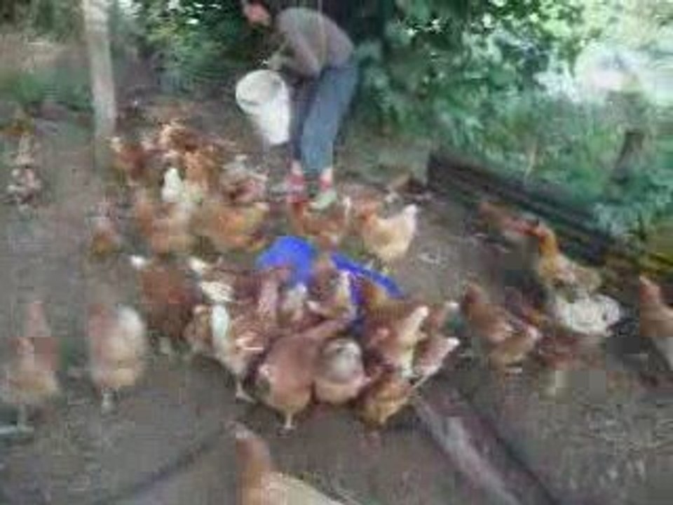 Nourrissage des poules