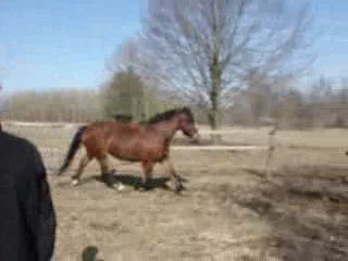 baptême saut hermine
