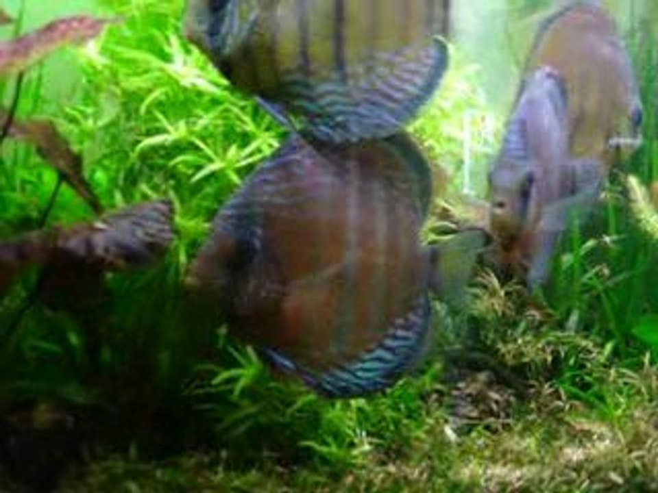 Discus sauvages