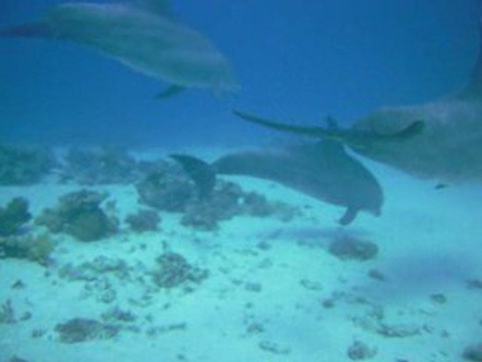 El Gouna, Egypte 08/02/2008