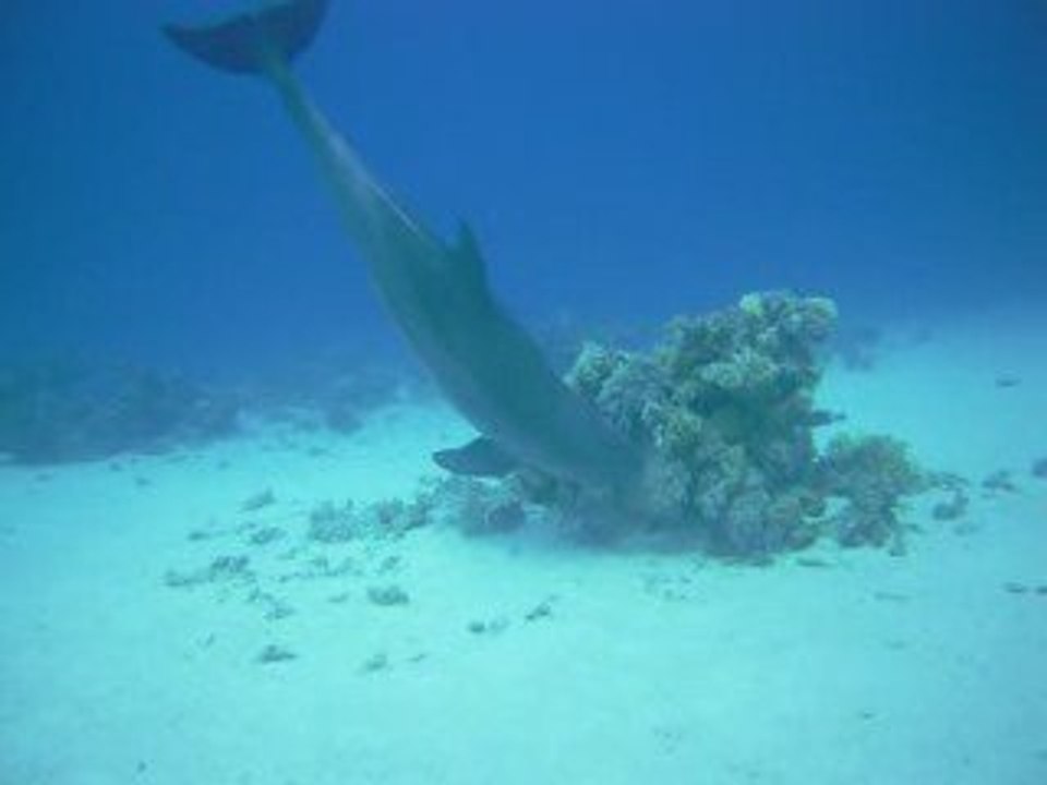 El Gouna Egypte, 08/02/2009