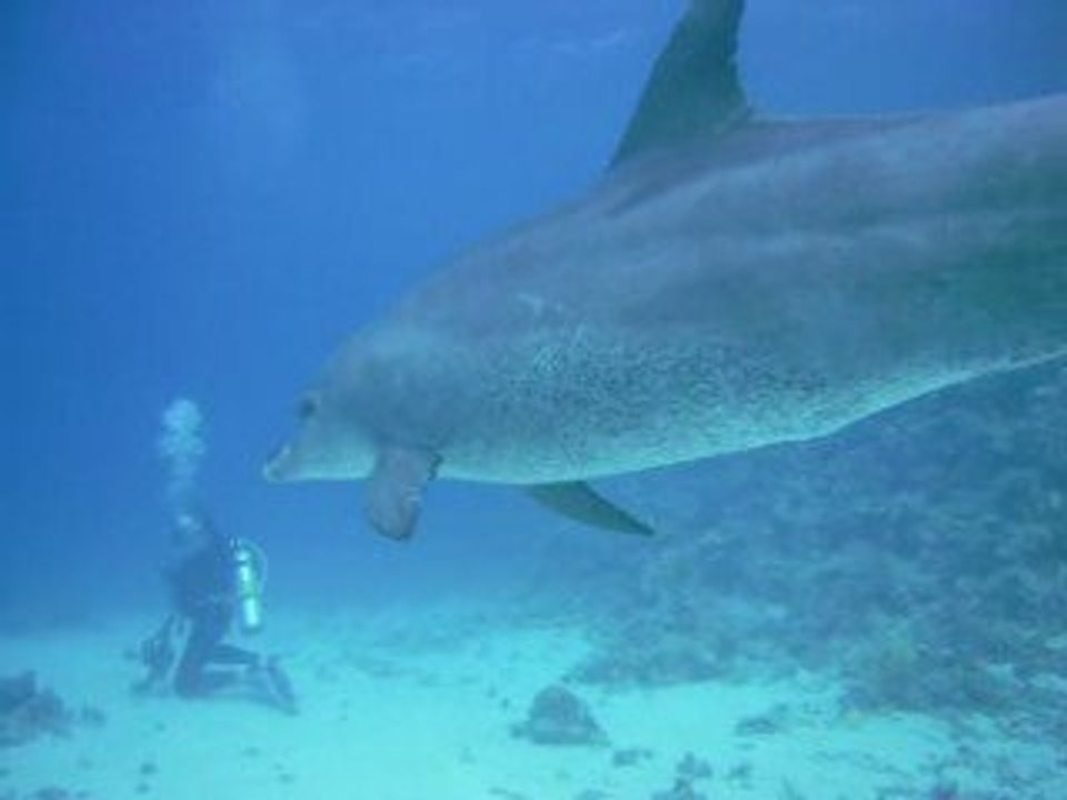 El Gouna , Egypte, 08/02/2009