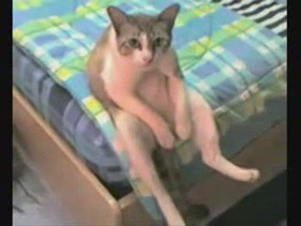 кот