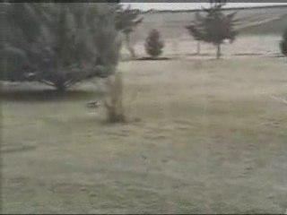 Funny Clip SNAKE V RABBIT
