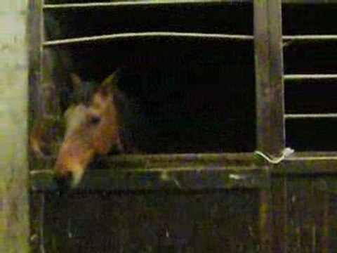 Le cheval qui dit NON ! XD