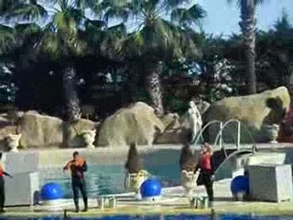 Marineland dauphins