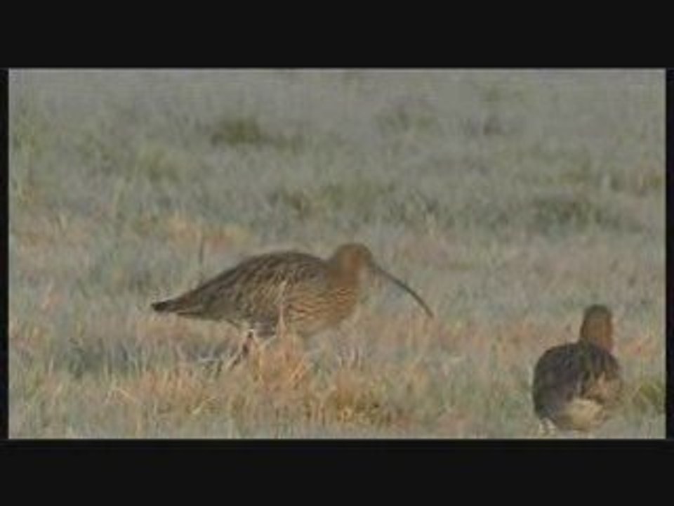 Courlis cendrés en marais