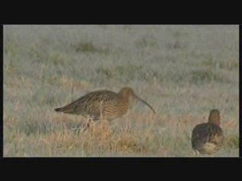 Courlis cendrés en marais