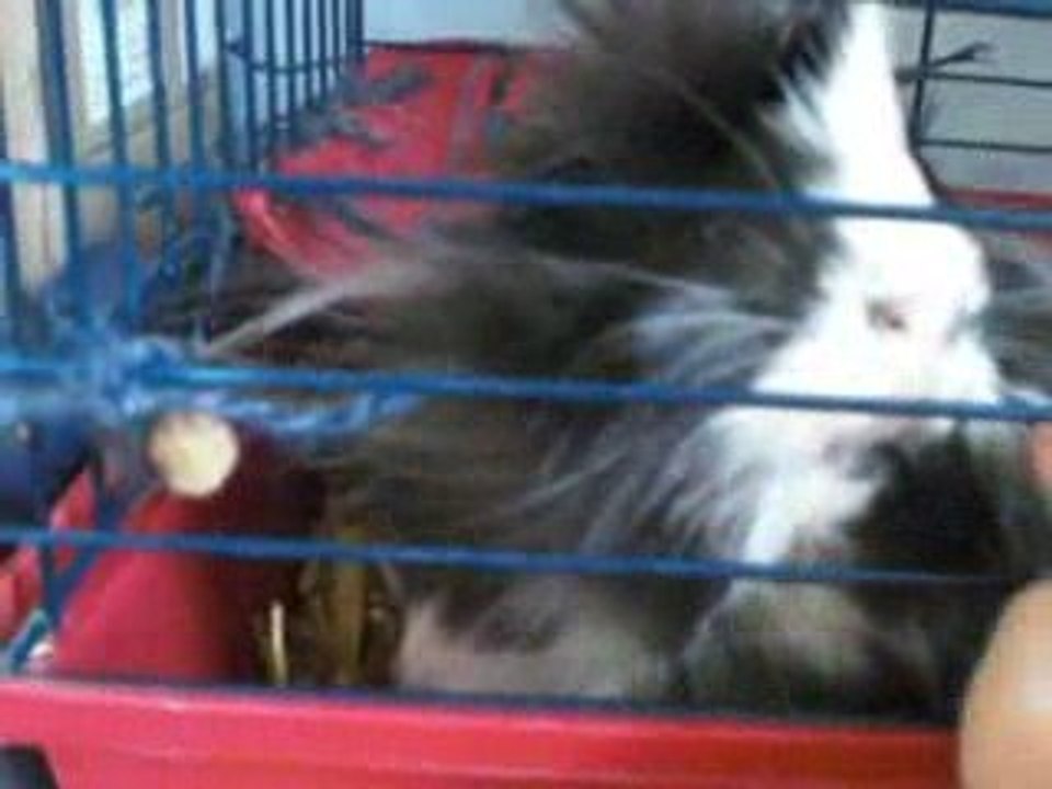 Monsieur Truc, cochon d'inde