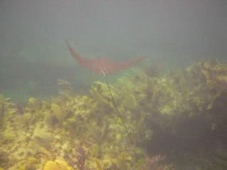 Raie aigle en plongée libre