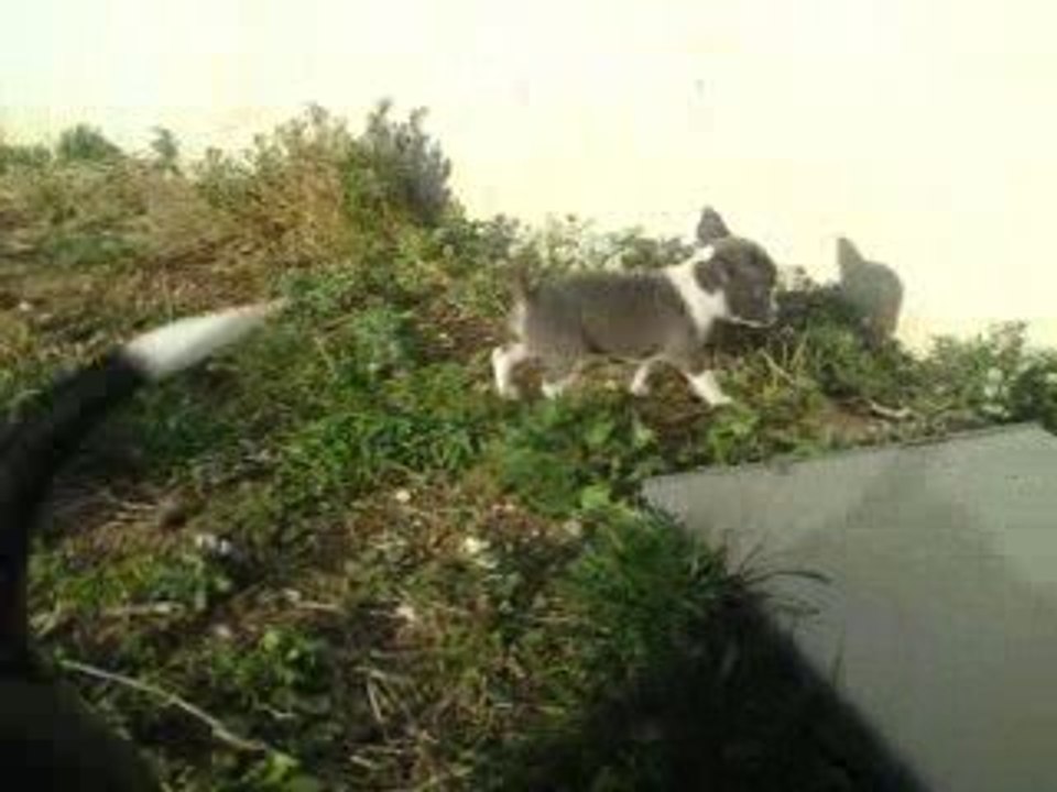 Erwan et Bulle dans le jardin