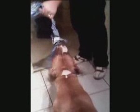 Les deux gros sacs entrain de jouer.avi