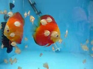 Melon with Babies 🐟