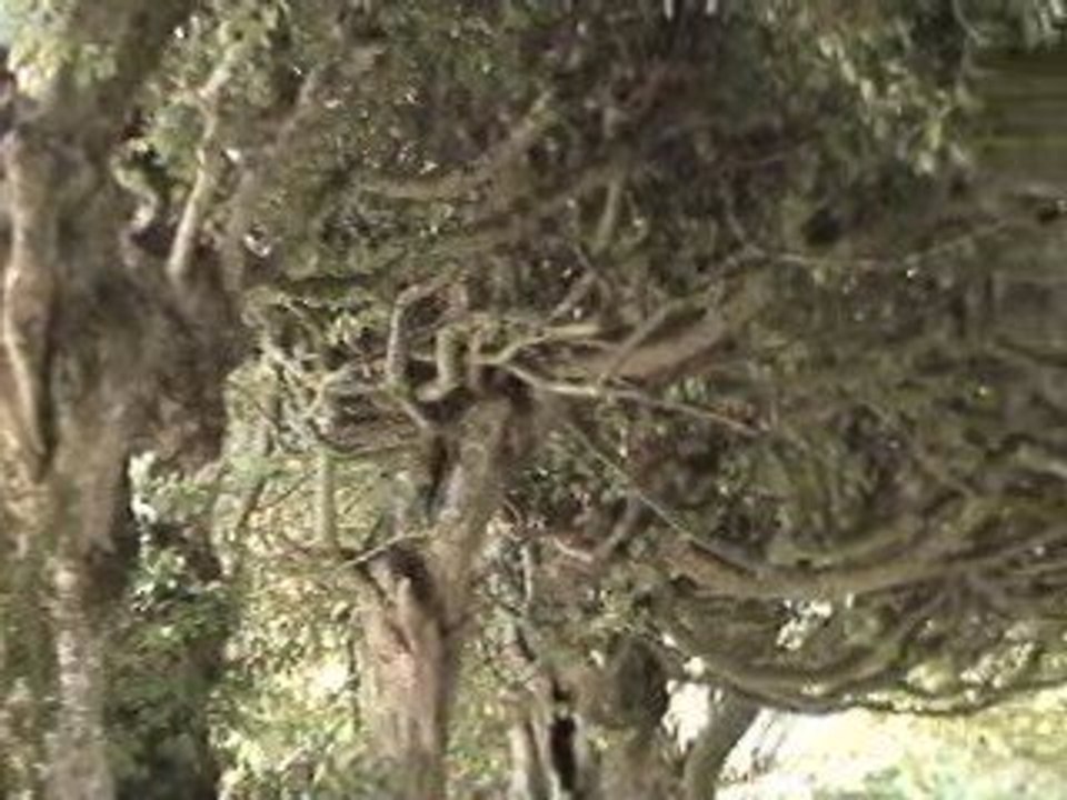 Jardin_chaumont