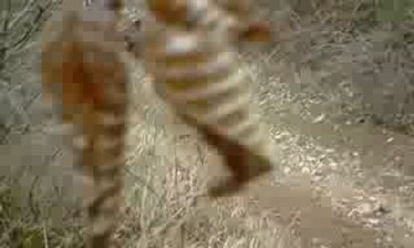 can-am 650 et 400 kfx