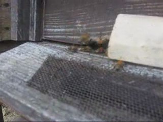 Kovana polen taşıyan arılar