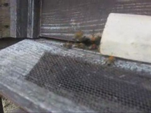 Kovana polen taşıyan arılar