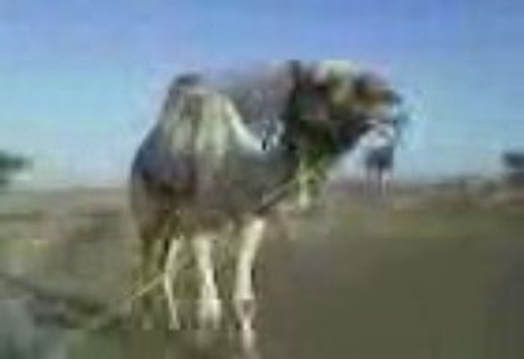 Jmal.bahibha.