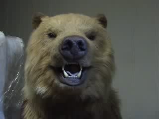 Animatronic Bear Suit R/C head features demo