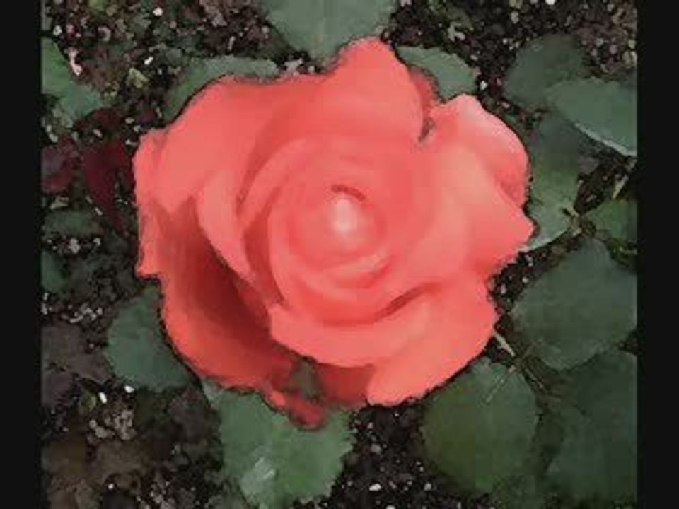 GHOST OF A ROSE