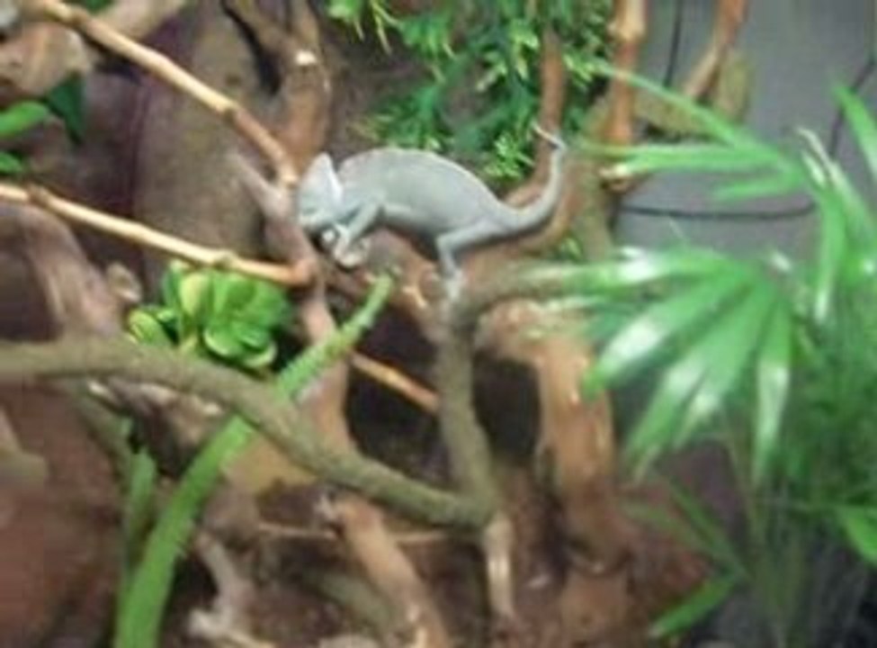 Mr Caméléon 4