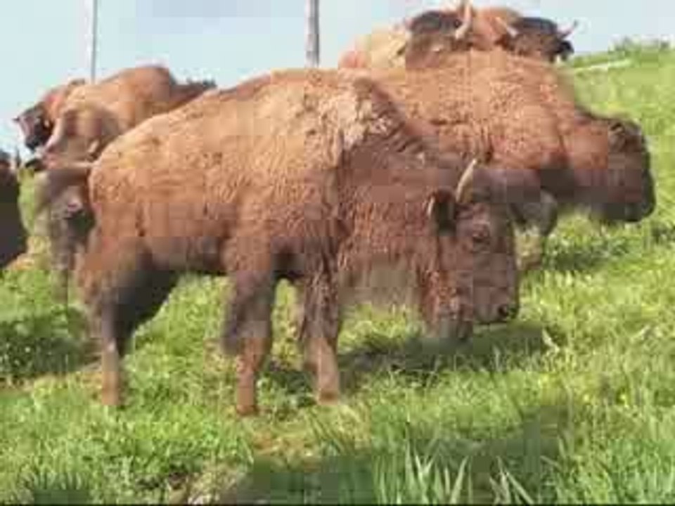 Bisons