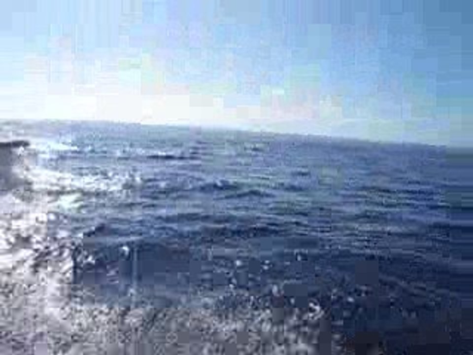 Dauphins