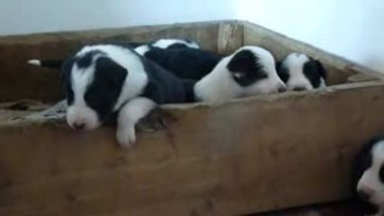 Astuce chiots 2009 364