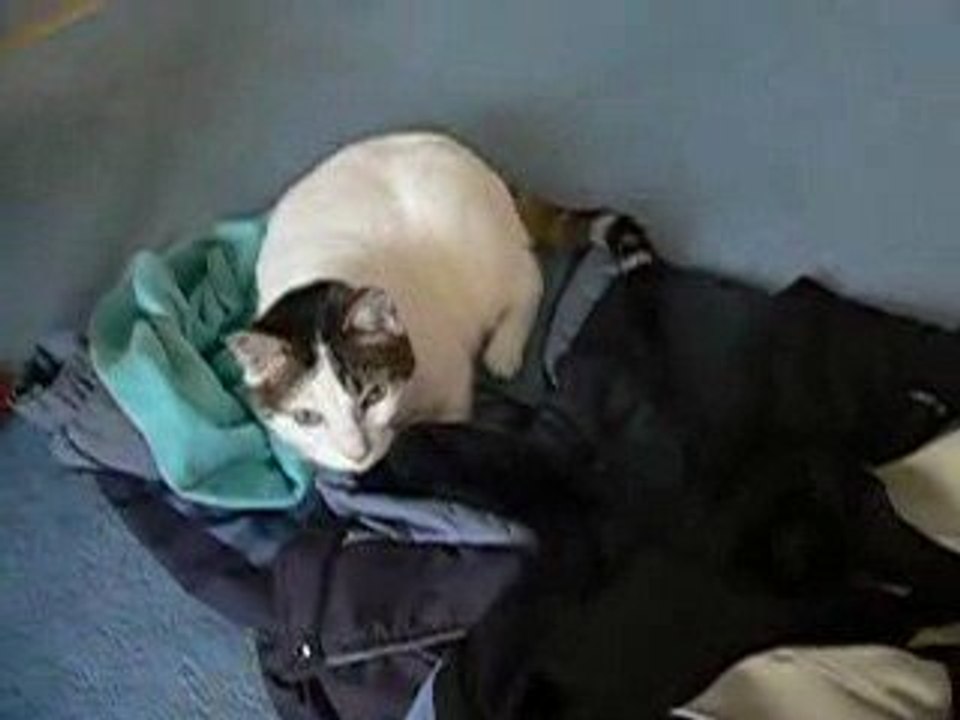 Tim le Chat