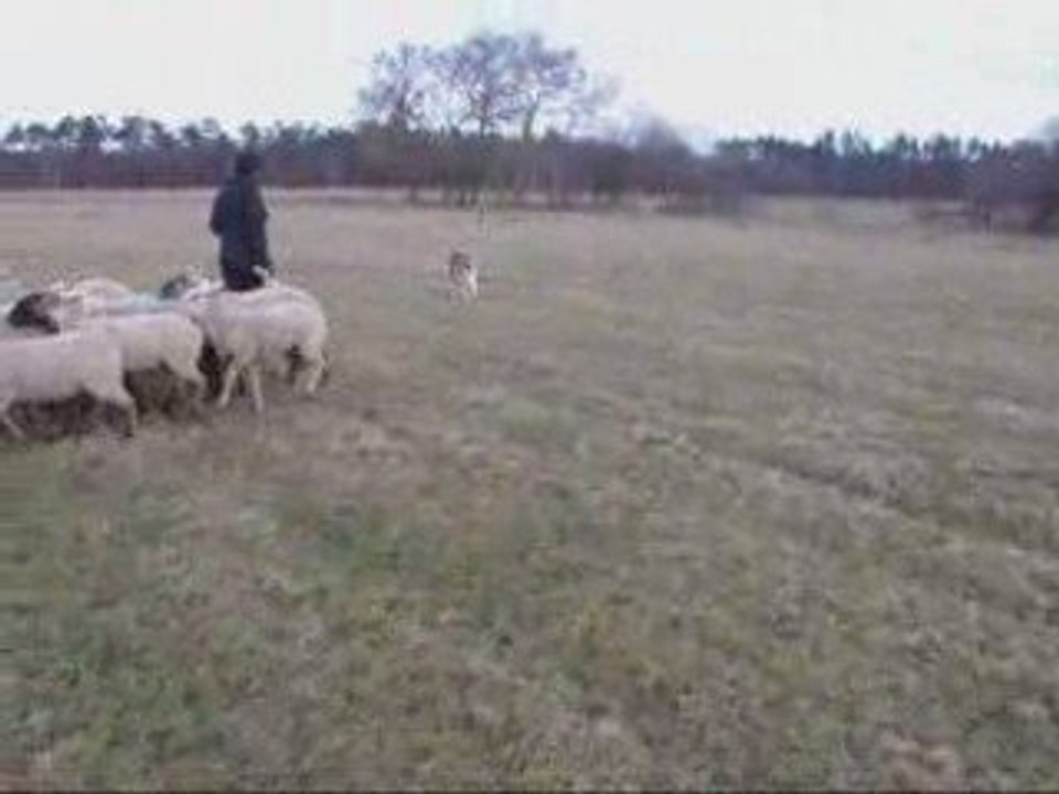 Déli au troupeau