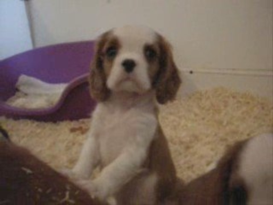Eddy mitchell, chiot cavalier king charles