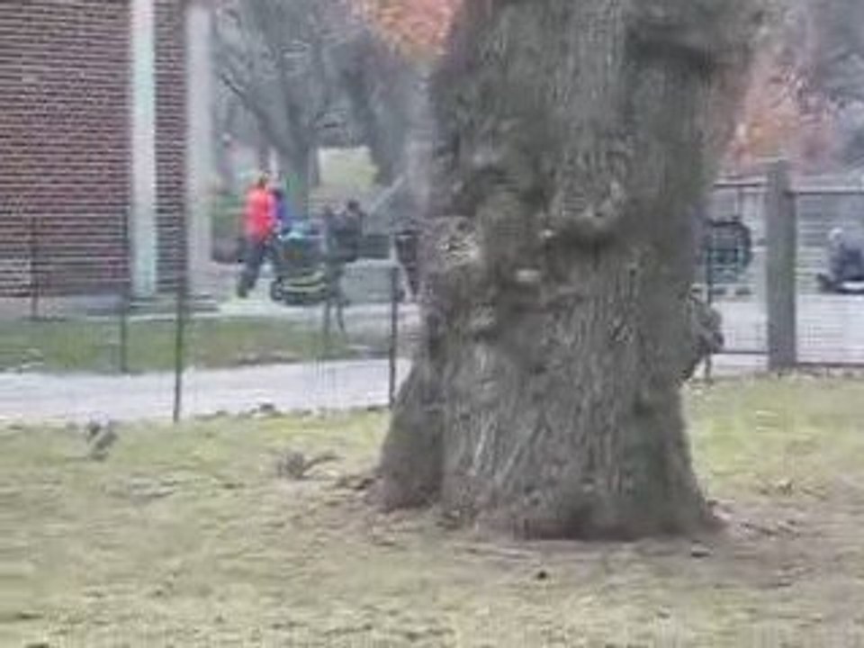 Central Park ecureuil