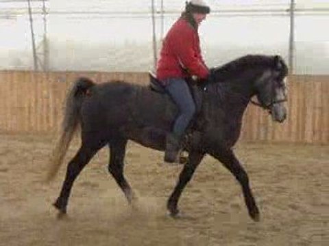 Brio Mio - Étalon Connemara - Sailie disponible pour 2009