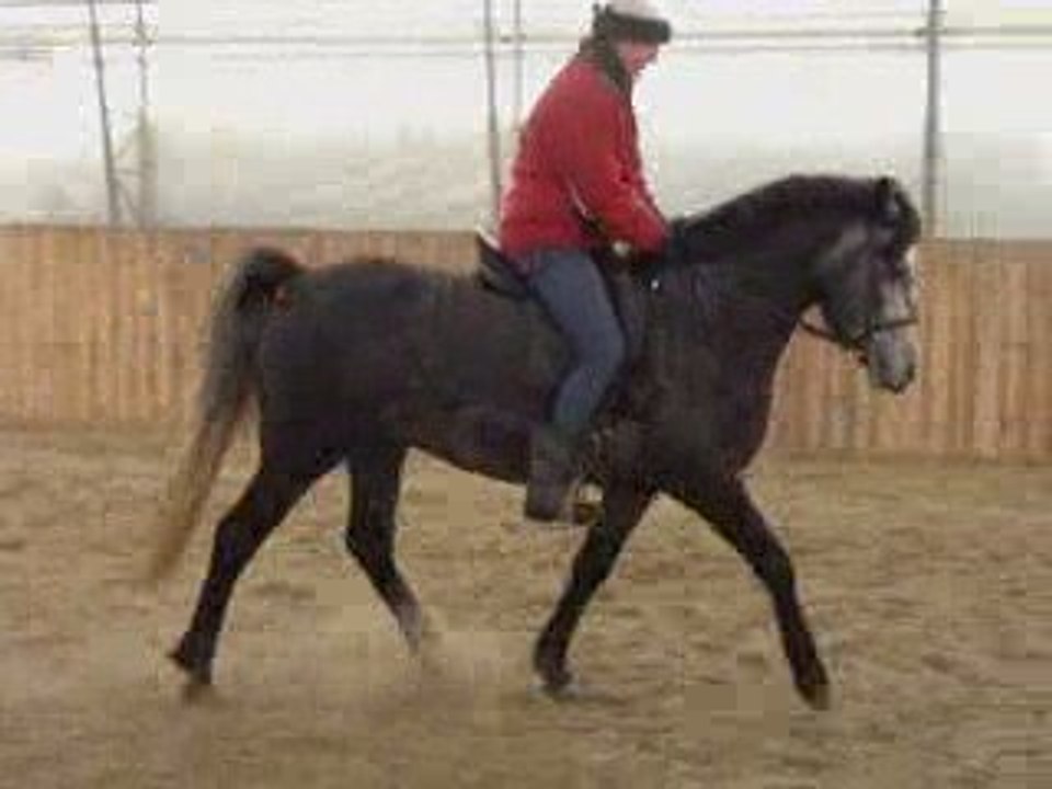 Brio Mio - Étalon Connemara - Sailie disponible pour 2009