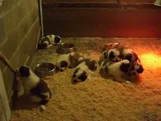 La vie des bébés saint bernard de 1 mois