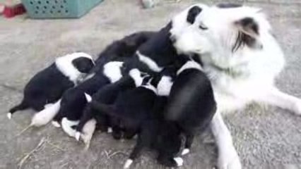 Astuce chiots 2009 370