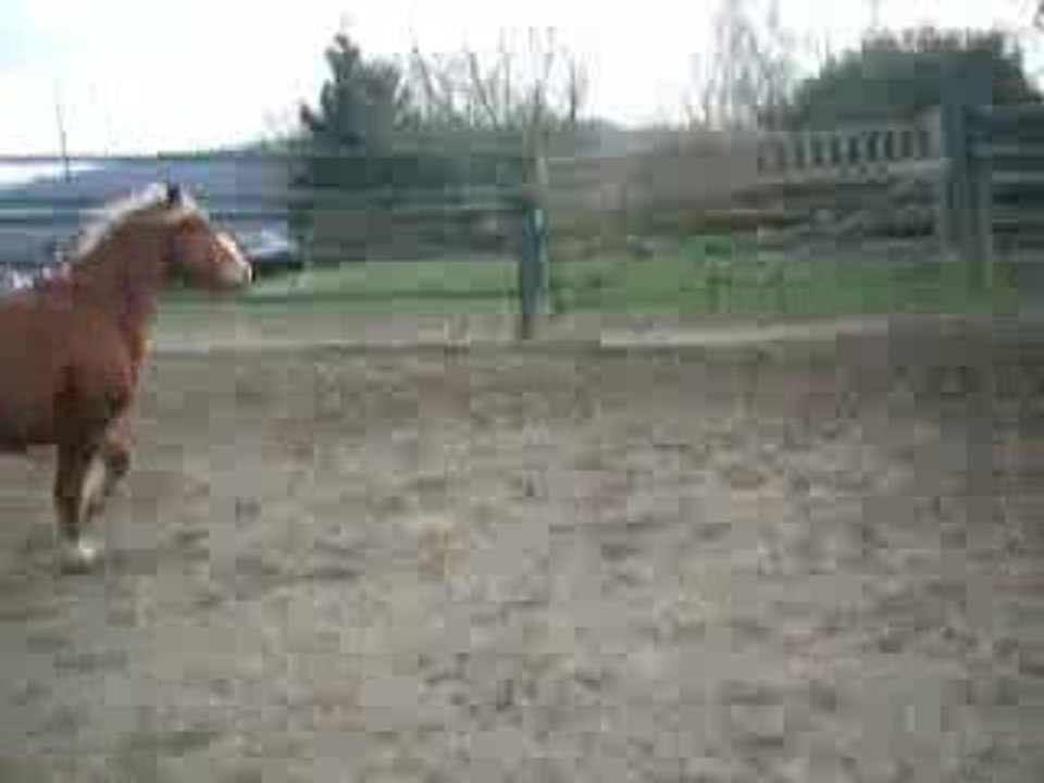 LESTEMPLIERS Nikita au rond de longe