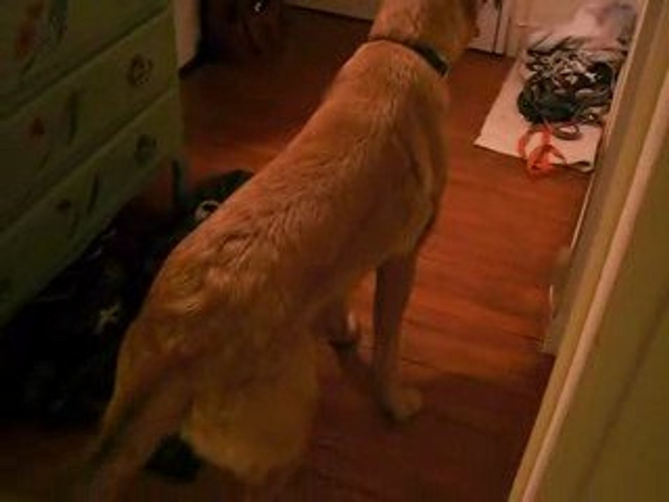 Mon chien malinois labrador ouvre les portes