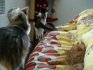 Rossi frileux qui dort sous la couette et les 2curieuses