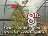 Grow Giant Tomatoes, Delicious Super Size Tomatoes