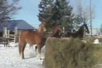 Chevaux hiver 2009