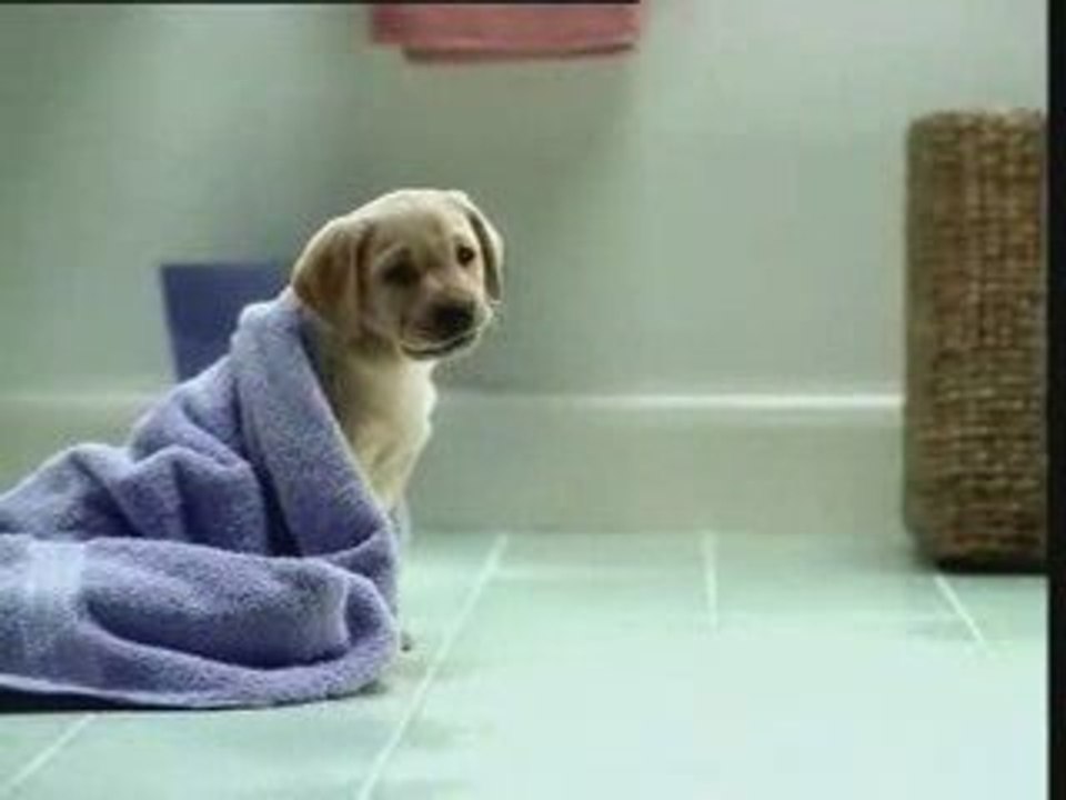 PUB PUPPY DOG CLIP ANDREX LOTUS ADVERT CHIEN HUMOUR LOVE HQ