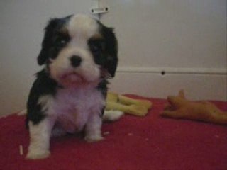 Evangeline lilly, chiot cavalier king charles