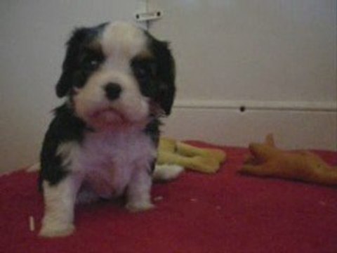 Evangeline lilly, chiot cavalier king charles