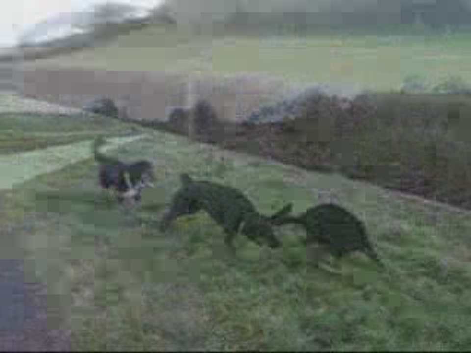 Balade Chiens 09 03 09